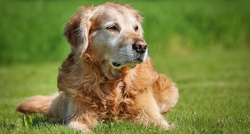 Cane anziano: la felicità è una questione di movimento