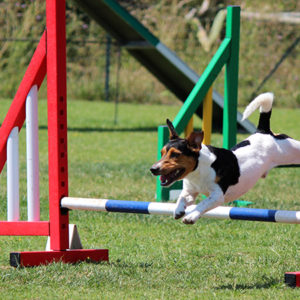 Agility dog: alla scoperta di questa disciplina sportiva