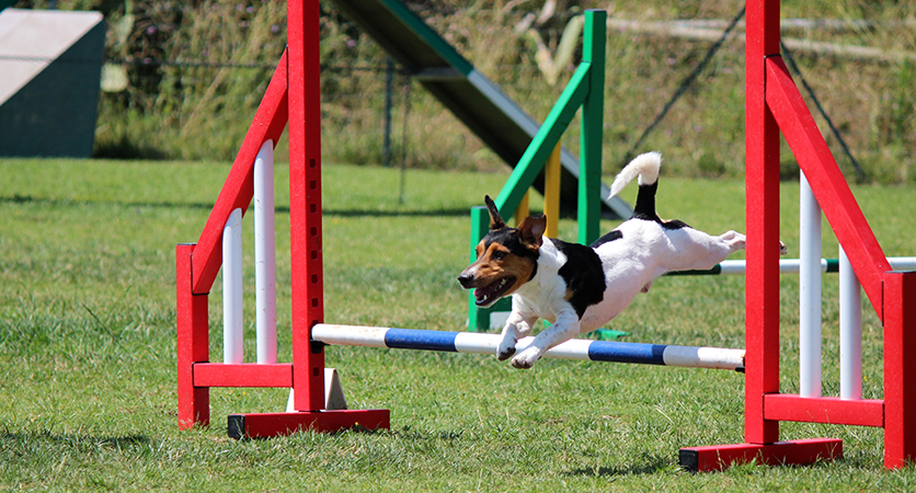 Agility dog: alla scoperta di questa disciplina sportiva