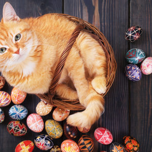 Pasqua con i pet: attenzione ai pericoli
