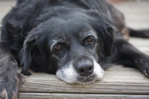 Fido invecchia. Aiutiamolo a vivere bene.