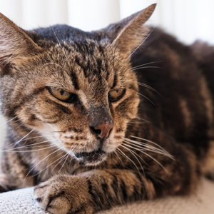 Articolazioni e denti sono i punti deboli del gatto anziano