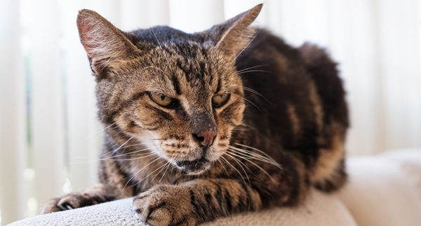 Articolazioni e denti sono i punti deboli del gatto anziano