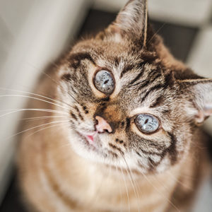Le 5 personalità dei gatti secondo la scienza
