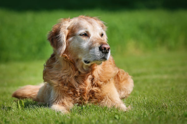 Artrosi del cane, una soluzione vincente