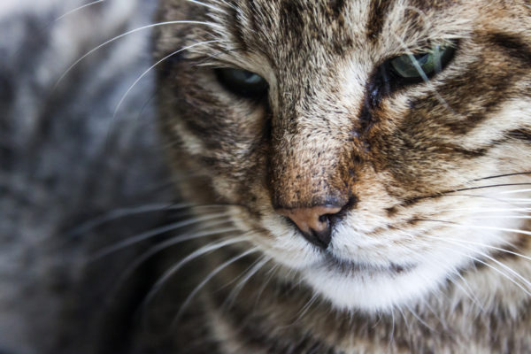 Artrosi del gatto… Non zoppica, ma soffre