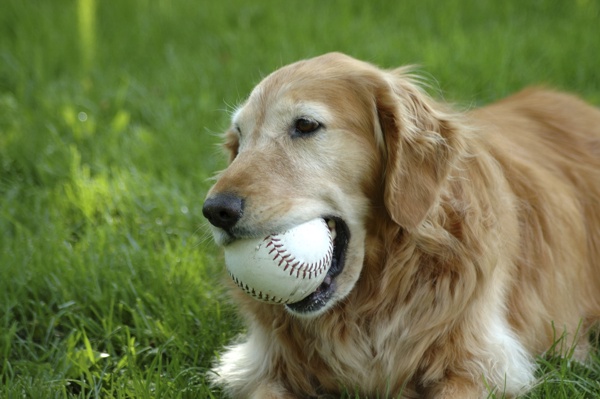 Cane anziano: cosa possiamo fare per garantirgli una vecchiaia serena - Prima parte