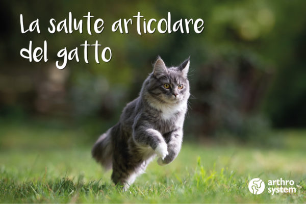 Salute Articolare del Gatto