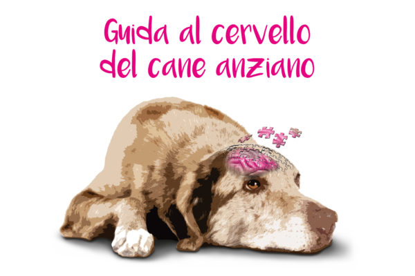 Guida al cervello del cane anziano