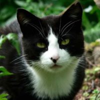 Il Gatto con La Sindrome di Pandora