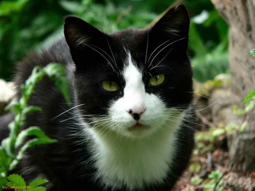 Il Gatto con La Sindrome di Pandora