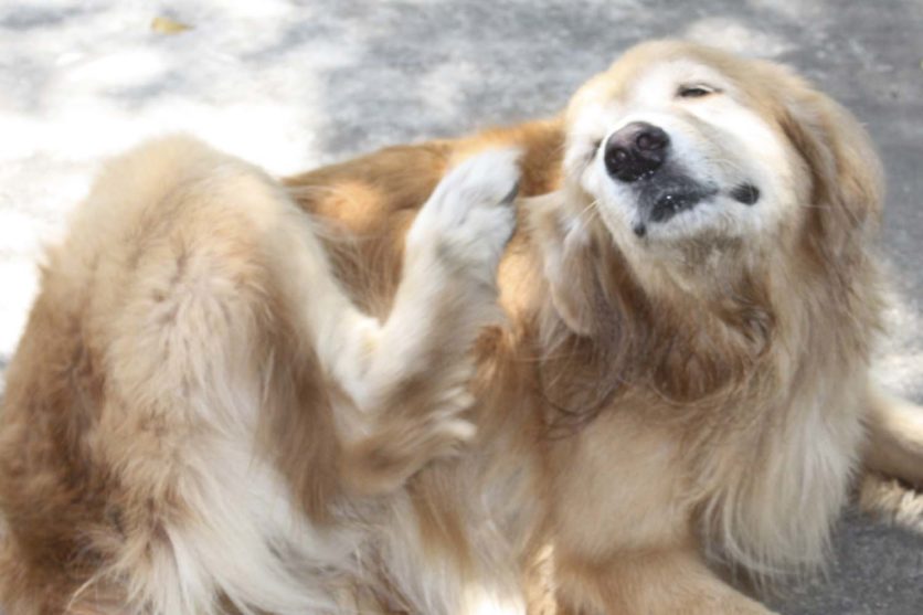 Il prurito nel cane