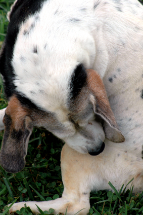 La PEA, una sostanza naturale simile alla Marijuana, è in grado di controllare le allergie cutanee dei cani.