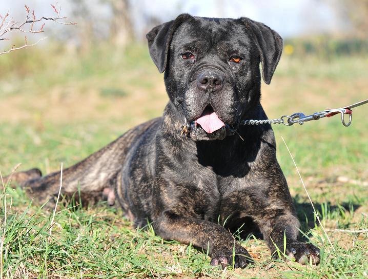 Innovet adotta a distanza Luna, una femmina di Cane Corso