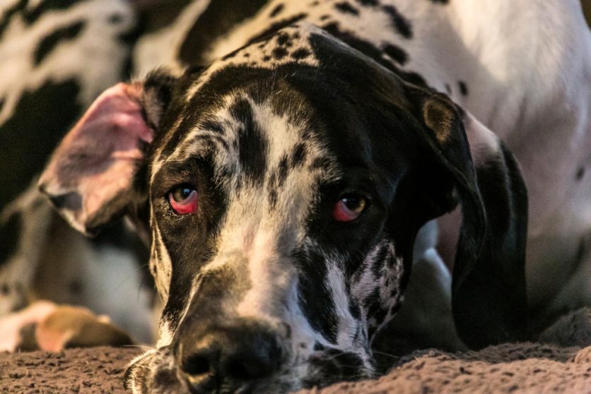 Occhio Rosso in cani e gatti