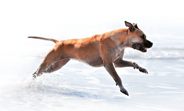 Un cane in movimento è un cane sano