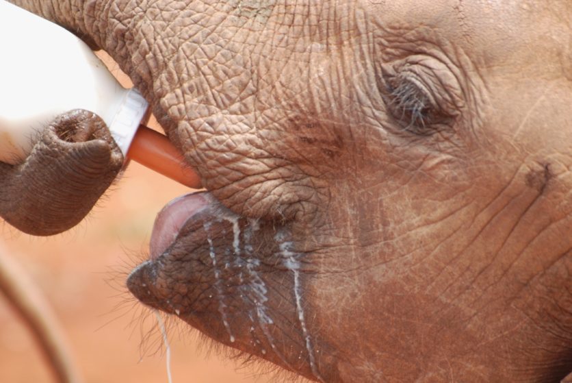 Un cucciolo di elefante o rinoceronte sotto l’albero di Natale