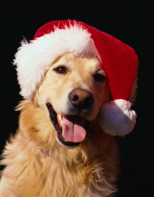 Un Natale a misura di cane e gatto