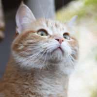 La campagna fa bene al gatto anziano