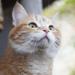La campagna fa bene al gatto anziano
