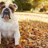 Bulldog inglese: è tempo di cambiare gli standard di razza