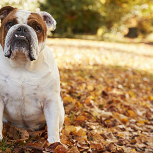 Bulldog inglese: è tempo di cambiare gli standard di razza