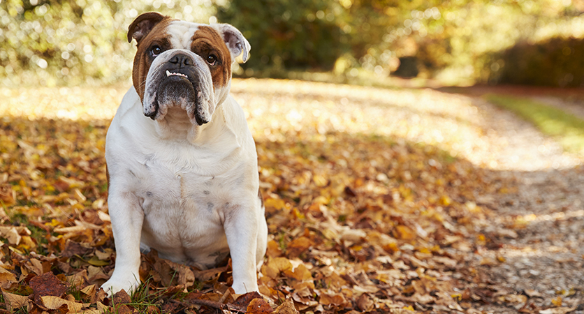 Bulldog inglese: è tempo di cambiare gli standard di razza