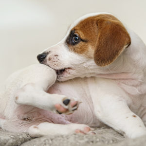 Cani e gatti possono avere la forfora?