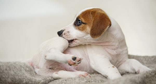 Cani e gatti possono avere la forfora?