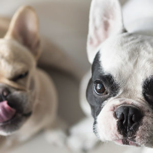 I cani brachicefali soffrono il caldo più degli altri