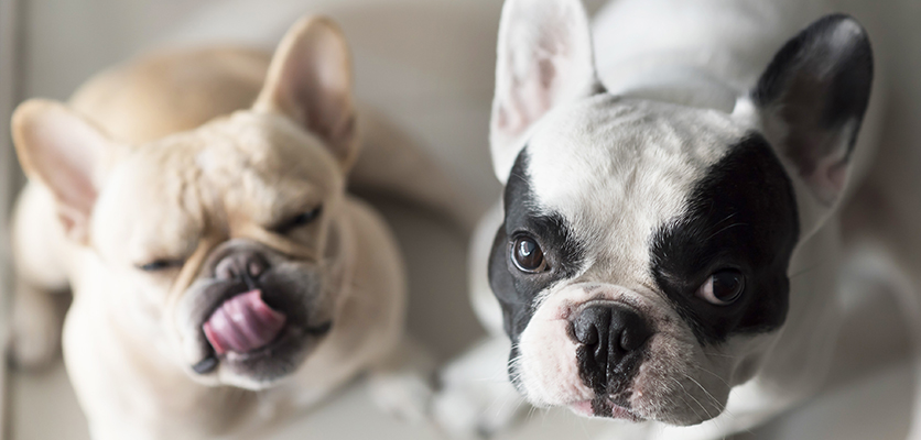 I cani brachicefali soffrono il caldo più degli altri