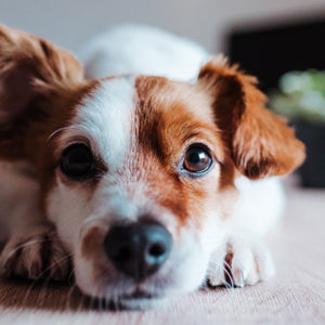 Le otiti esterne di natura allergica nel cane