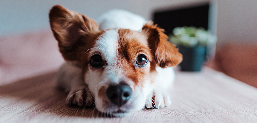 Le otiti esterne di natura allergica nel cane