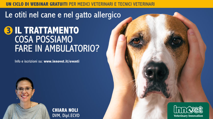 Le otiti nel cane e nel gatto allergico - Il trattamento: cosa possiamo fare in ambulatorio?