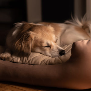 L’osteoartrite disturba il riposo notturno del cane