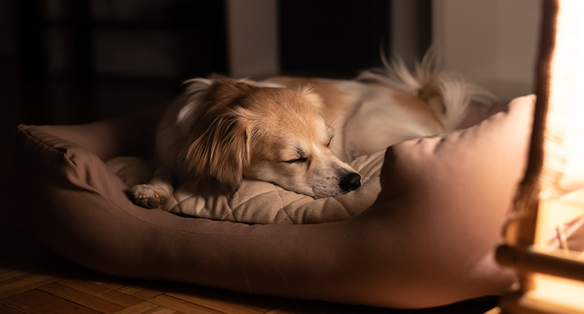 L’osteoartrite disturba il riposo notturno del cane