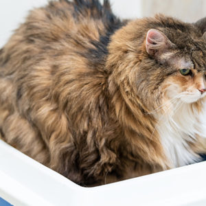 PGA ed esperidina per la cistite del gatto