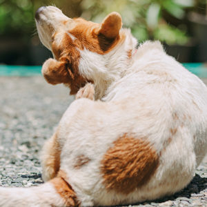 La dermatite atopica rende i cani più agitati e aggressivi