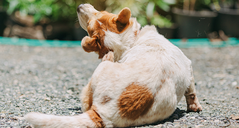 La dermatite atopica rende i cani più agitati e aggressivi