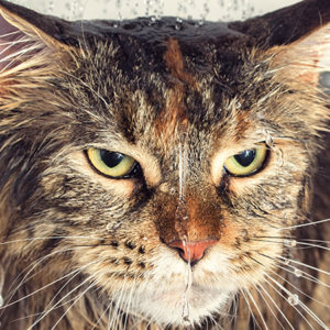 I gatti e l’acqua: un rapporto di amore/odio