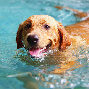 Cani in piscina? Certo che sì, ma attenzione ai rischi