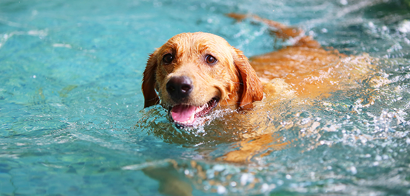 Cani in piscina? Certo che sì, ma attenzione ai rischi
