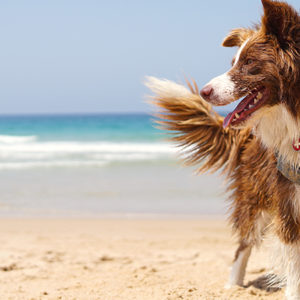 Cani in spiaggia: il decalogo di una buona e sana convivenza