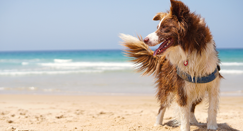 Cani in spiaggia: il decalogo di una buona e sana convivenza