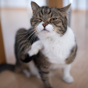 Una nuova scala per la valutazione del prurito nel gatto