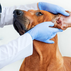 Otite cronica suppurativa nel cane: tre esami a confronto