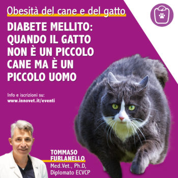 OBESITA’ DEL CANE E DEL GATTO: Diabete mellito. Quando il gatto non è un piccolo cane ma è un piccolo uomo