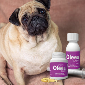Oleea®: per la salute del cane/gatto sovrappeso!