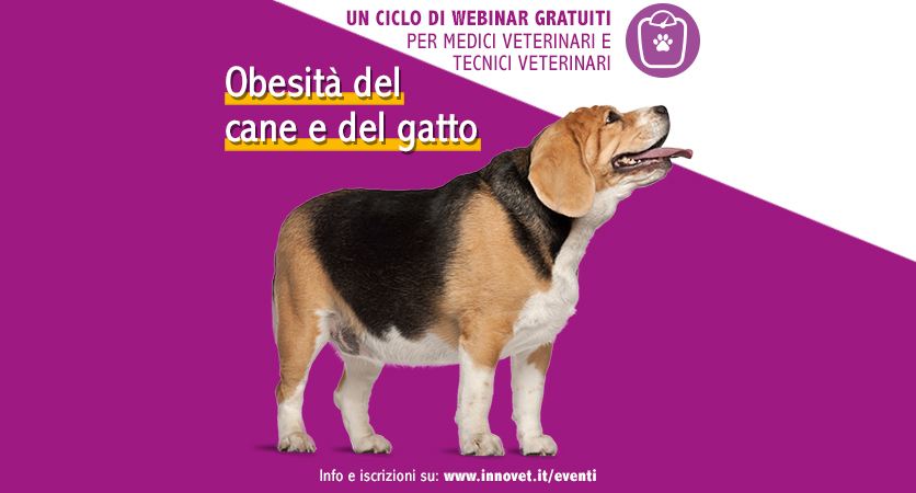 Un nuovo ciclo di webinar dedicato all’obesità canina e felina
