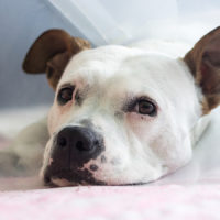 Perché cani e gatti si leccano le ferite?
